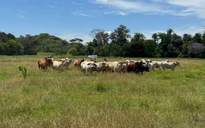 AGENCIA NACIONAL DE TIERRAS RECUPERÓ EN LA DORADA-CALDAS- 200 HECTÁREAS.