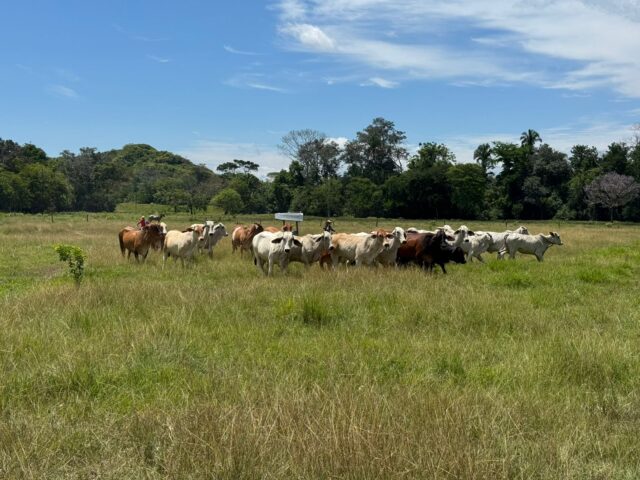 AGENCIA NACIONAL DE TIERRAS RECUPERÓ EN LA DORADA-CALDAS- 200 HECTÁREAS.