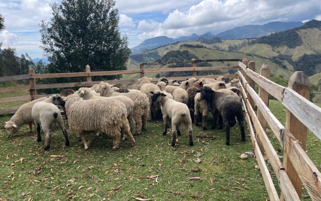 EN MARULANDA ACLARAN POLÉMICA POR COSTO DE OVEJAS.