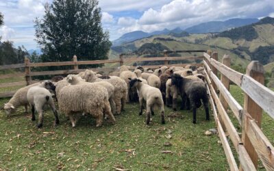 EN MARULANDA ACLARAN POLÉMICA POR COSTO DE OVEJAS.