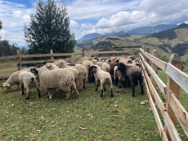 EN MARULANDA ACLARAN POLÉMICA POR COSTO DE OVEJAS.