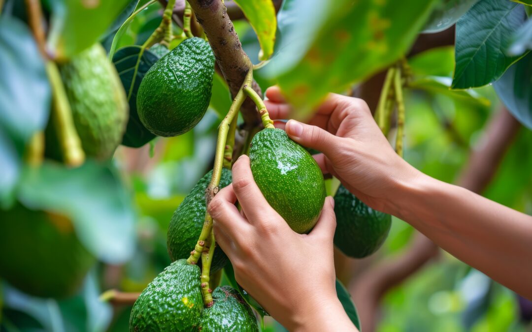 COLOMBIA SUPERA LAS 39.000 HECTÁREAS SEMBRADAS DE AGUACATE HASS Y PONE EL FOCO EN PRODUCTIVIDAD PARA 2027.