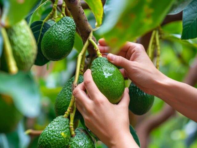 COLOMBIA SUPERA LAS 39.000 HECTÁREAS SEMBRADAS DE AGUACATE HASS Y PONE EL FOCO EN PRODUCTIVIDAD PARA 2027.